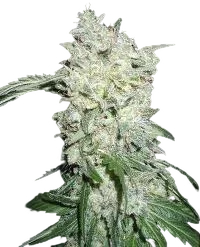 Afghan Kush SPECIAL | PHOTOFEM | World of Seeds