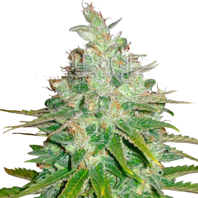 Afghan Kush x Black Domina | PHOTOFEM | World of Seeds