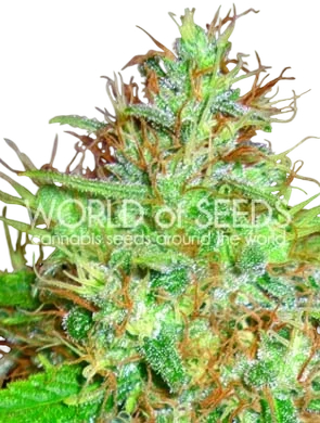 Afghan Kush x Skunk