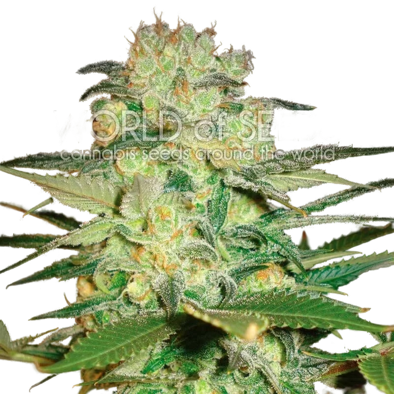 Afghan Kush x White Widow | PHOTOFEM | World of Seeds
