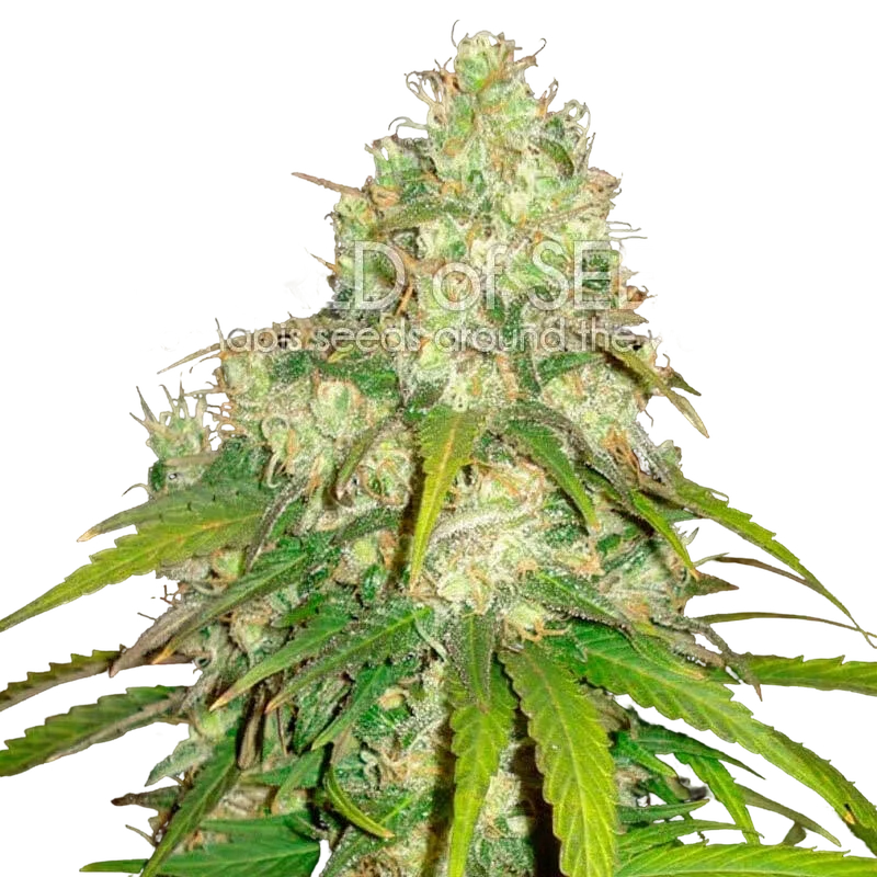 Afghan Kush x Yumbolt | PHOTOFEM | World of Seeds