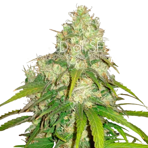 Afghan Kush x Yumbolt