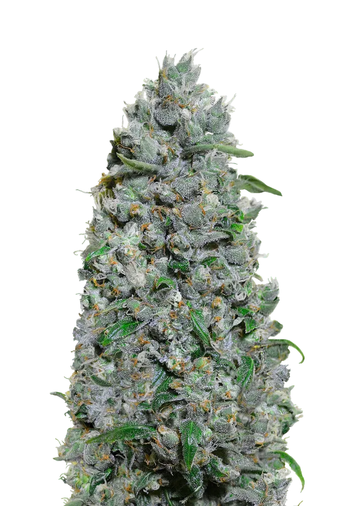 Afghan Mass XXL Auto | AUTOFEM | 00 Seeds