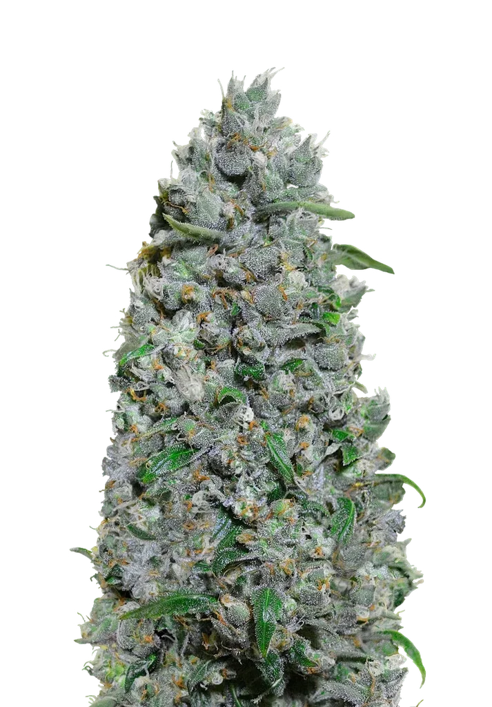Afghan Mass XXL Auto | AUTOFEM | 00 Seeds