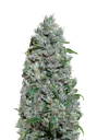 Afghan Mass XXL Auto | AUTOFEM | 00 Seeds