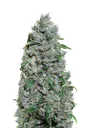 Afghan Mass XXL Auto | AUTOFEM | 00 Seeds