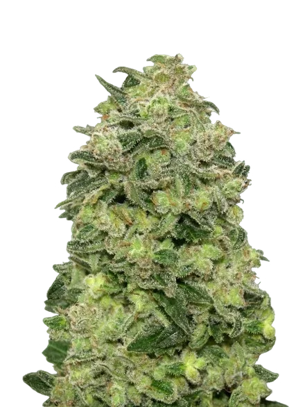 Afghan Skunk Auto | AUTOFEM | Advanced Seeds