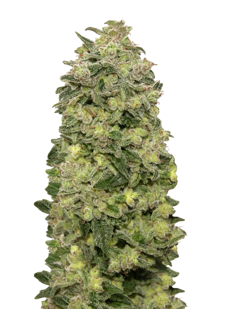 Afghan Skunk Auto | AUTOFEM | Advanced Seeds