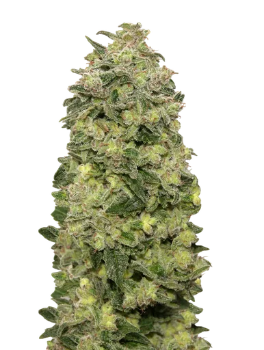 Afghan Skunk Auto