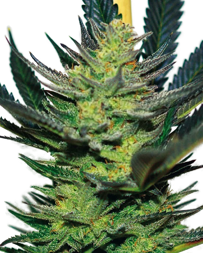 Afghan Skunk | PHOTOFEM | Expert Seeds