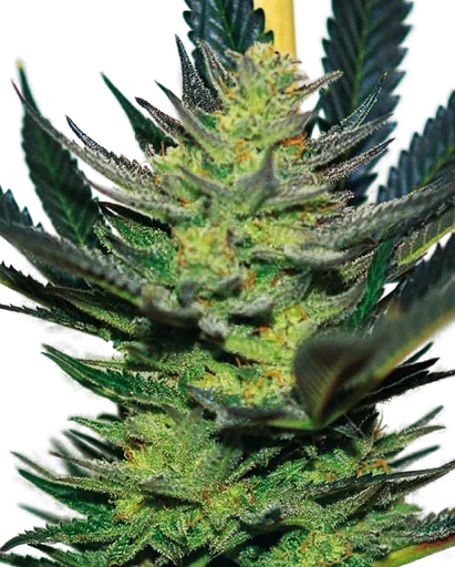 Afghan Skunk