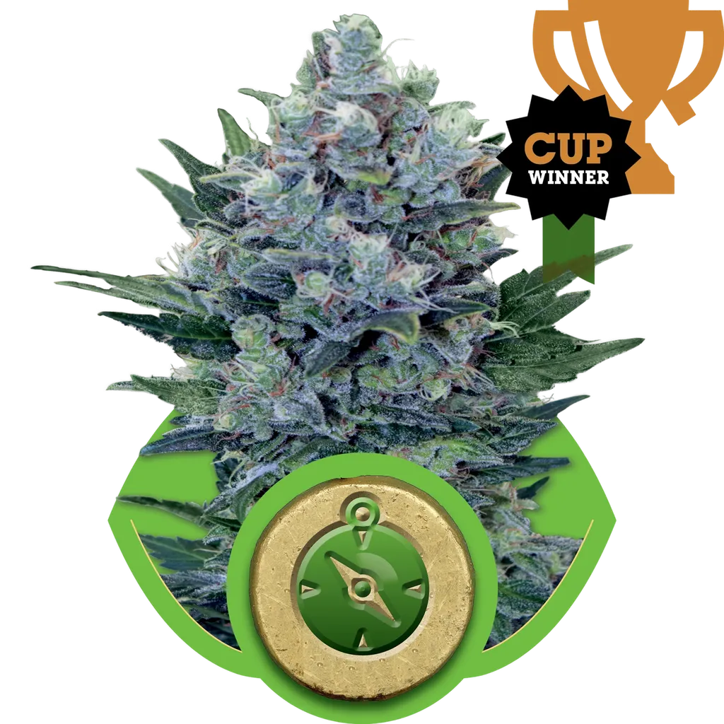 Northern Light Auto | AUTOFEM | Royal Queen Seeds