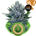 Northern Light Auto | AUTOFEM | Royal Queen Seeds