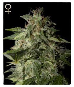 Afgooey | PHOTOFEM | Greenhouse - Strain Hunters