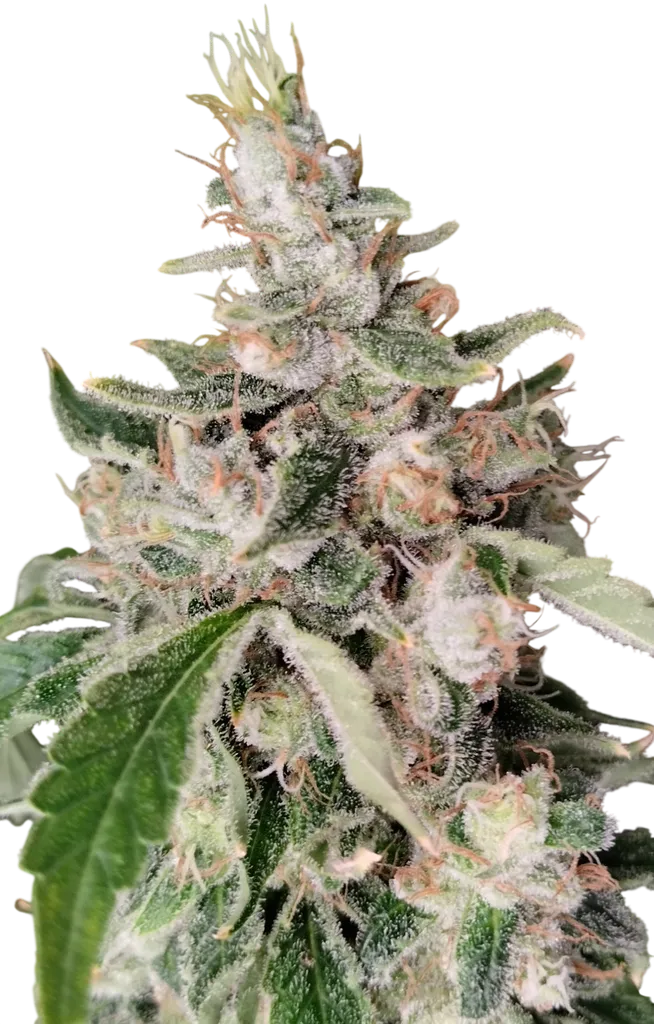 African Gas | PHOTOFEM | Ace Seeds