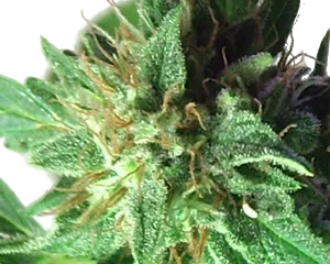 Afrodite | PHOTOFEM | Kannabia Seeds