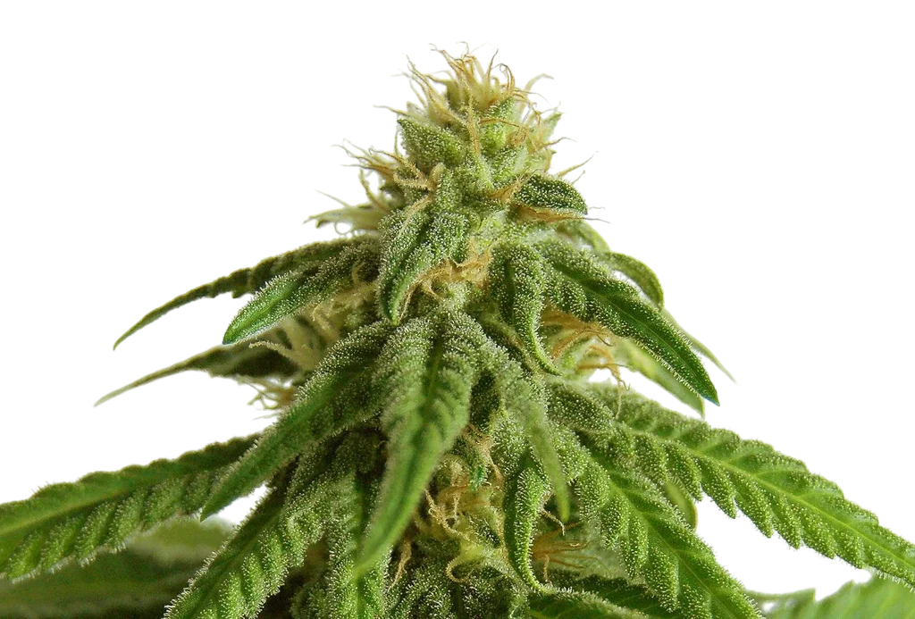 Afrodite | PHOTOFEM | Kannabia Seeds