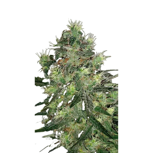 AK Auto | AUTOFEM | Blimburn Seeds