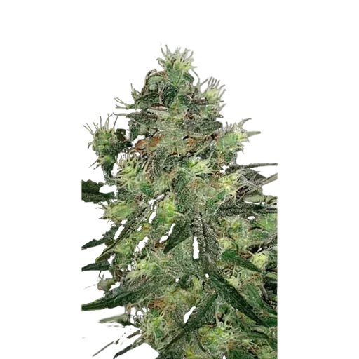 AK Auto