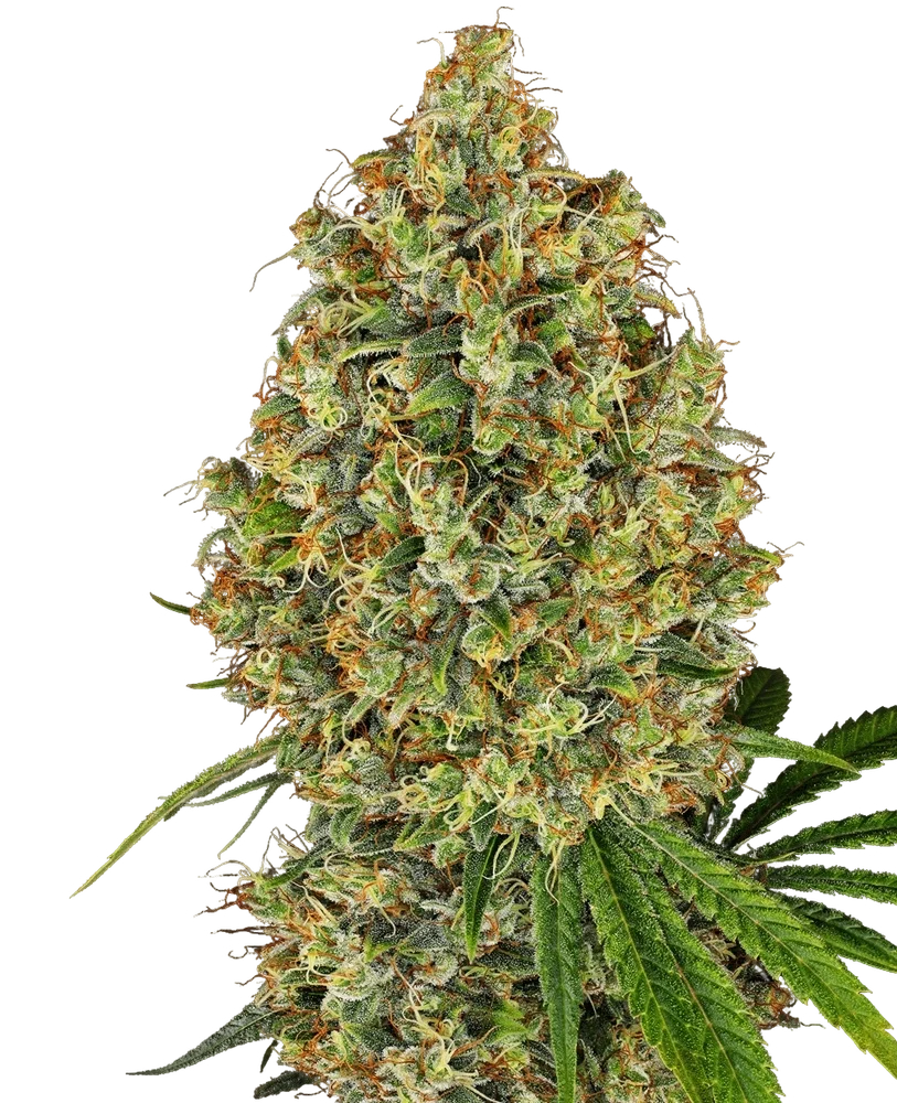 AK-420 | PHOTOFEM | White Label Seed Company