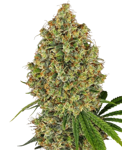 AK-420