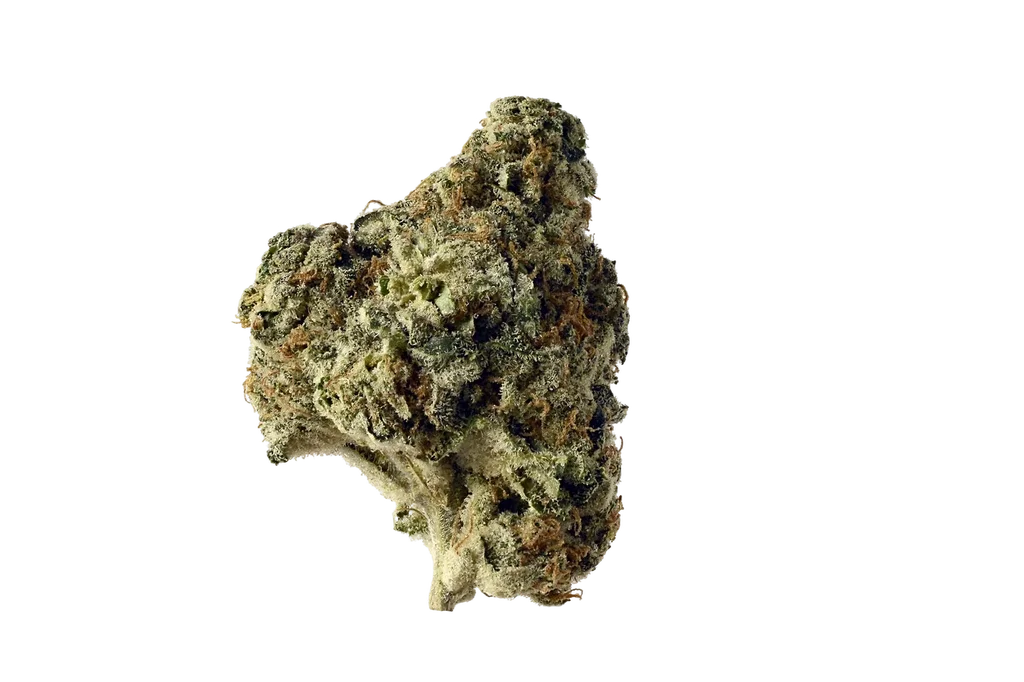 AK Choco Kush | PHOTOFEM | Amsterdam Genetics