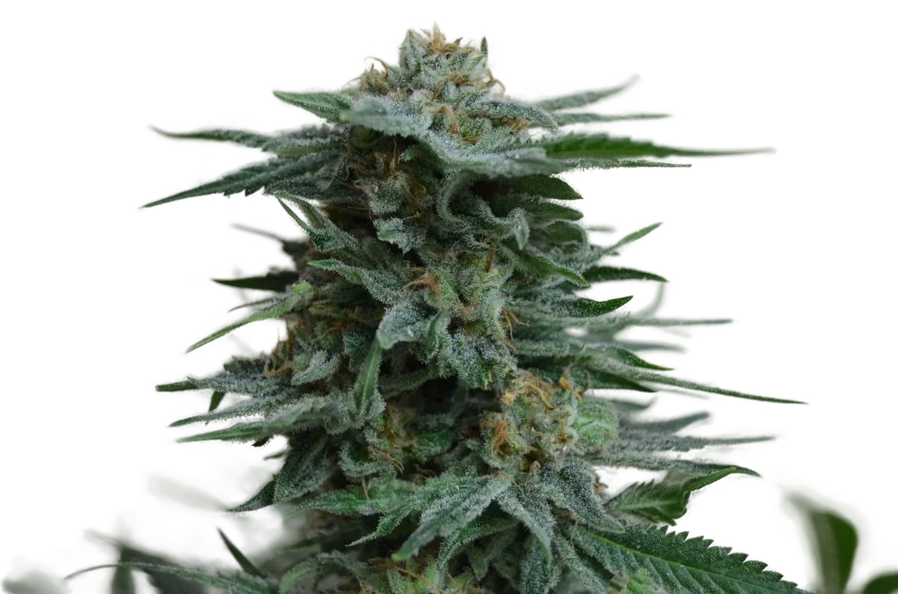 AK Kush | PHOTOFEM | Kalashnikov Seeds