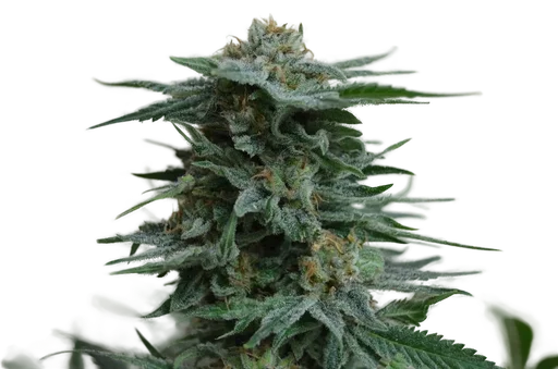 AK Kush