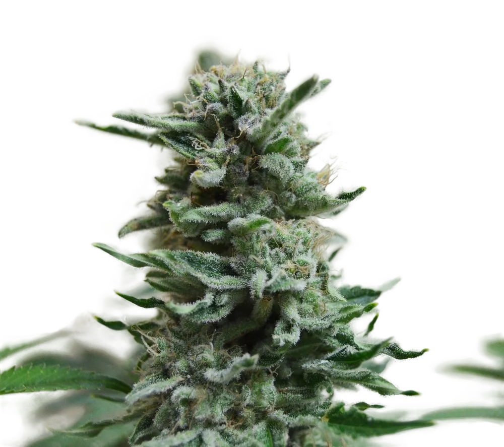AK Skunk Auto | AUTOFEM | Kalashnikov Seeds