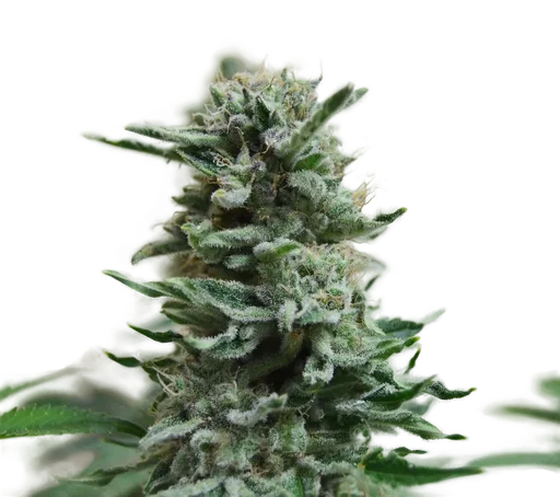 AK Skunk Auto