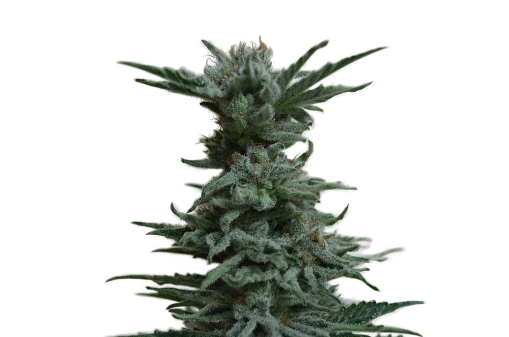 AK Skunk | PHOTOFEM | Kalashnikov Seeds