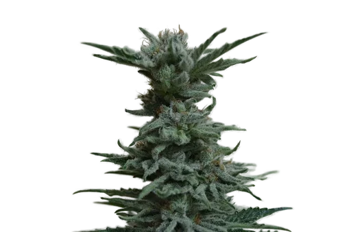 AK Skunk
