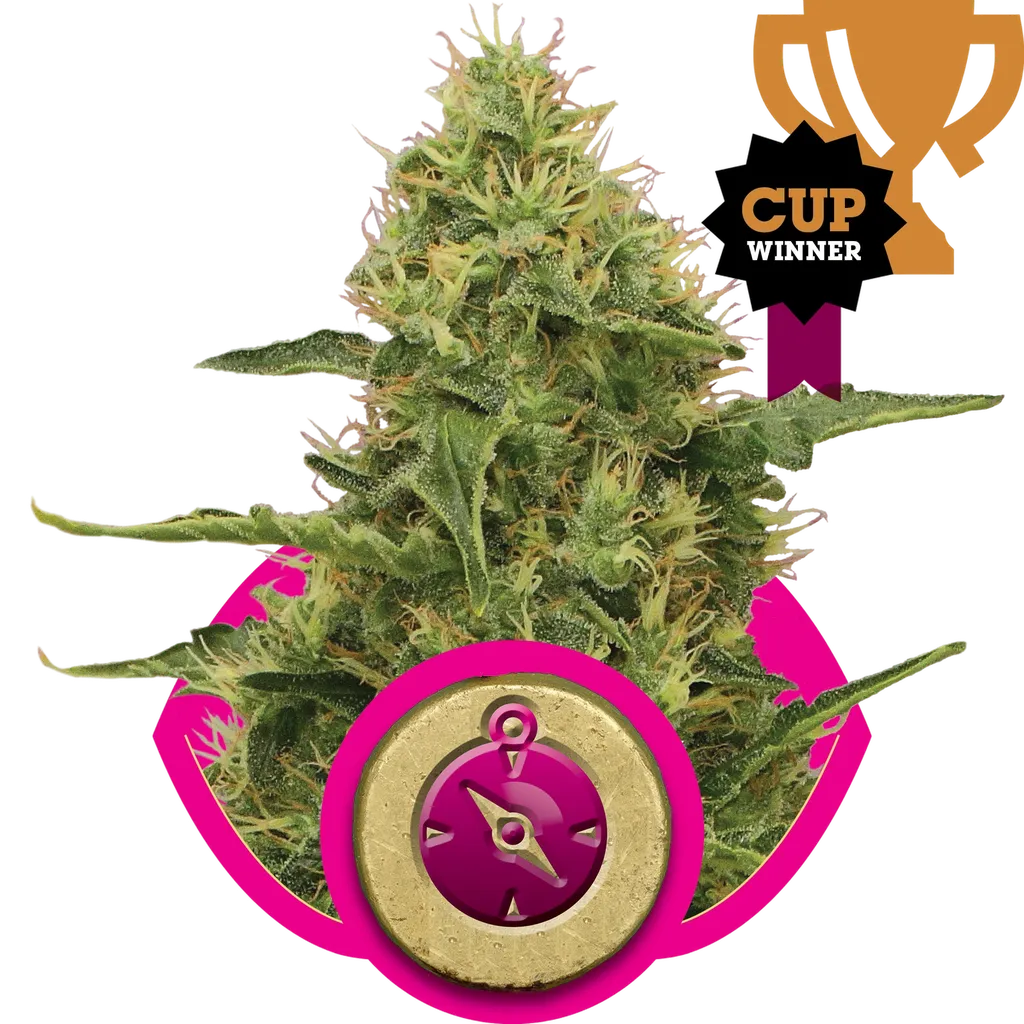 Northern Light | PHOTOFEM | Royal Queen Seeds