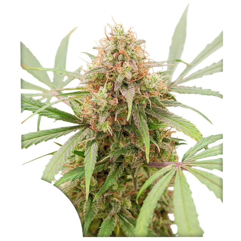 AK Triple Haze Auto | AUTOFEM | Super Sativa Seed Club