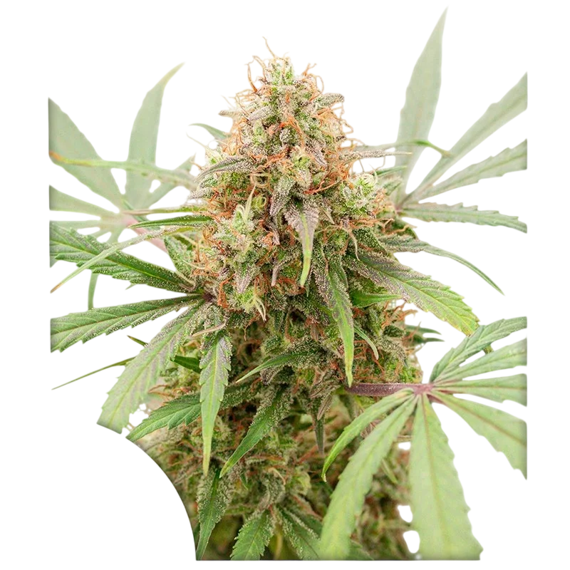 AK Triple Haze Auto | AUTOFEM | Super Sativa Seed Club