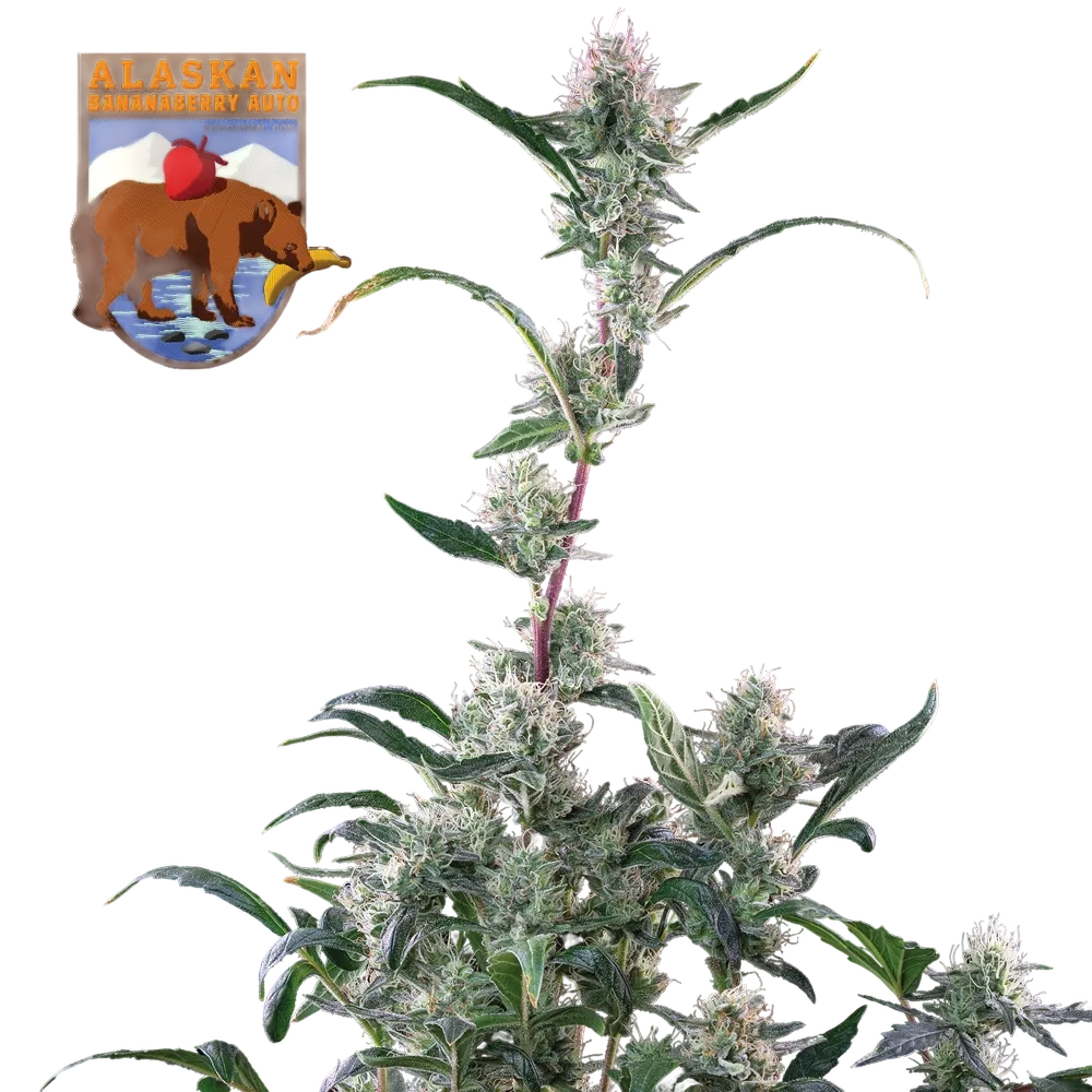 Alaskan Bananaberry Auto | AUTOFEM | Seedsman
