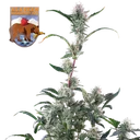 Alaskan Bananaberry Auto | AUTOFEM | Seedsman