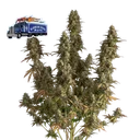 Alaskan Diesel Auto | AUTOFEM | Seedsman