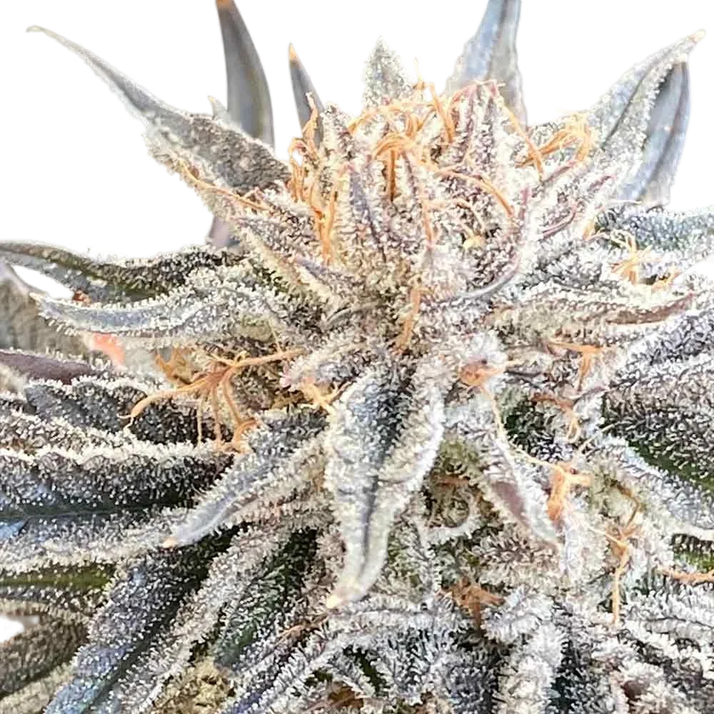 Alaskan Do-Si-Dos | PHOTOFEM | Seedsman
