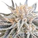 Alaskan Do-Si-Dos | PHOTOFEM | Seedsman