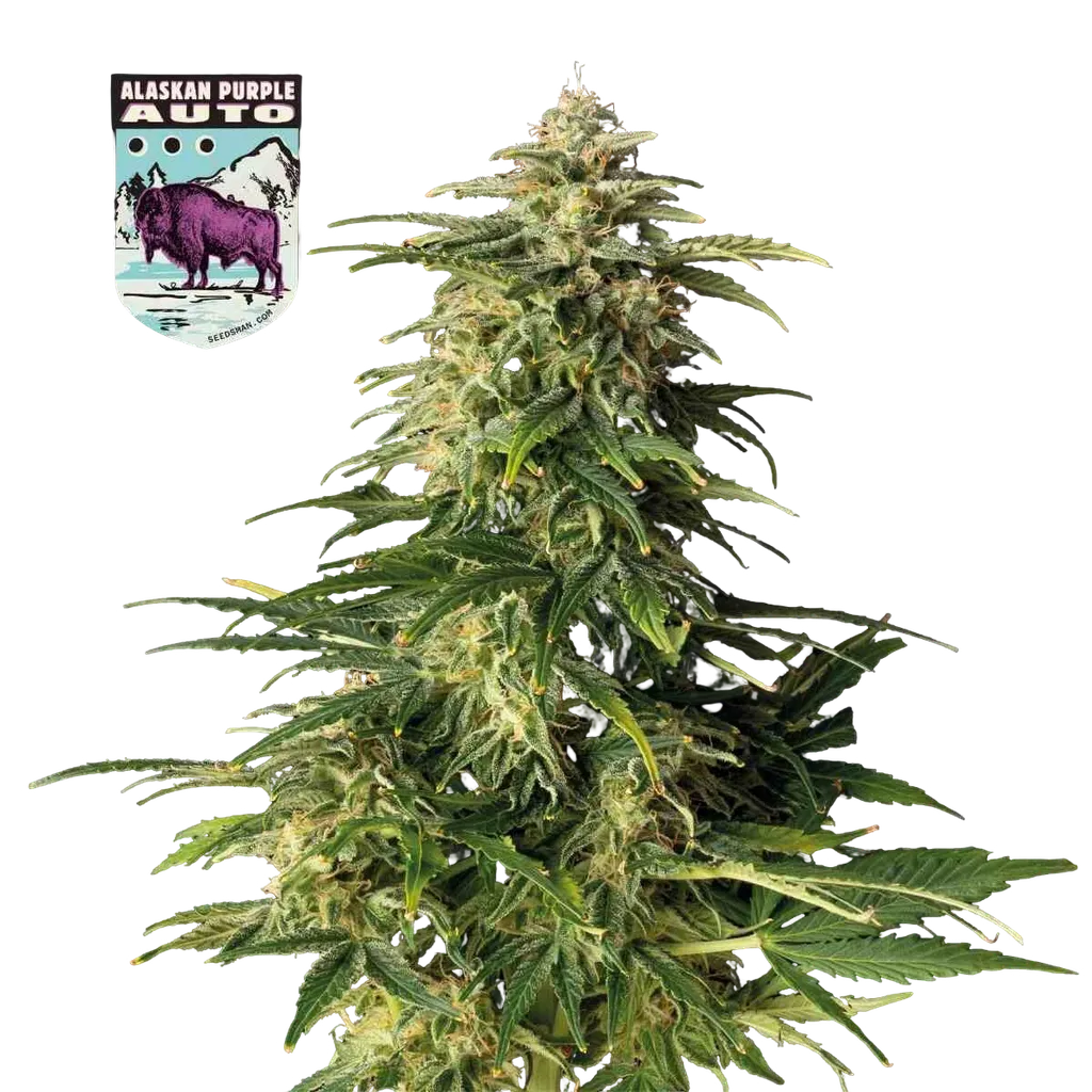 Alaskan Purple Auto | AUTOFEM | Seedsman
