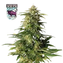 Alaskan Purple Auto | AUTOFEM | Seedsman