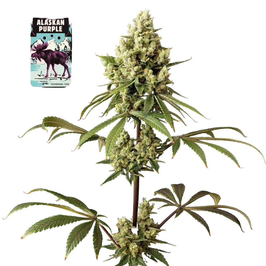 Alaskan Purple | PHOTOFEM | Seedsman