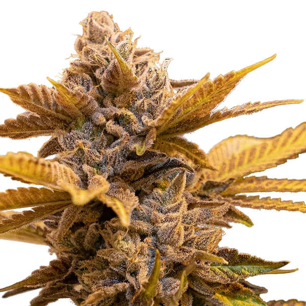 Alien Candy Kush FAST | PHOTOFEM | High Speed Buds