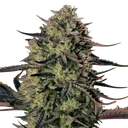 Alien Gas XXL Auto | AUTOFEM | Silent Seeds