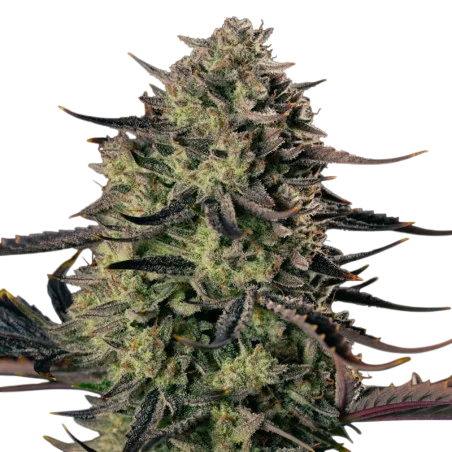Alien Gas XXL Auto