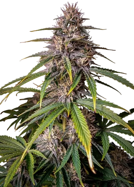 Alien Vs Triangle Auto | AUTOFEM | Mephisto Genetics