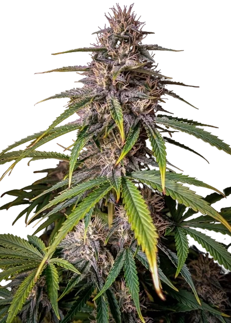 Alien Vs Triangle Auto | AUTOFEM | Mephisto Genetics