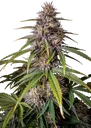 Alien Vs Triangle Auto | AUTOFEM | Mephisto Genetics