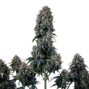 Alien Vs Triangle Auto | AUTOFEM | Mephisto Genetics